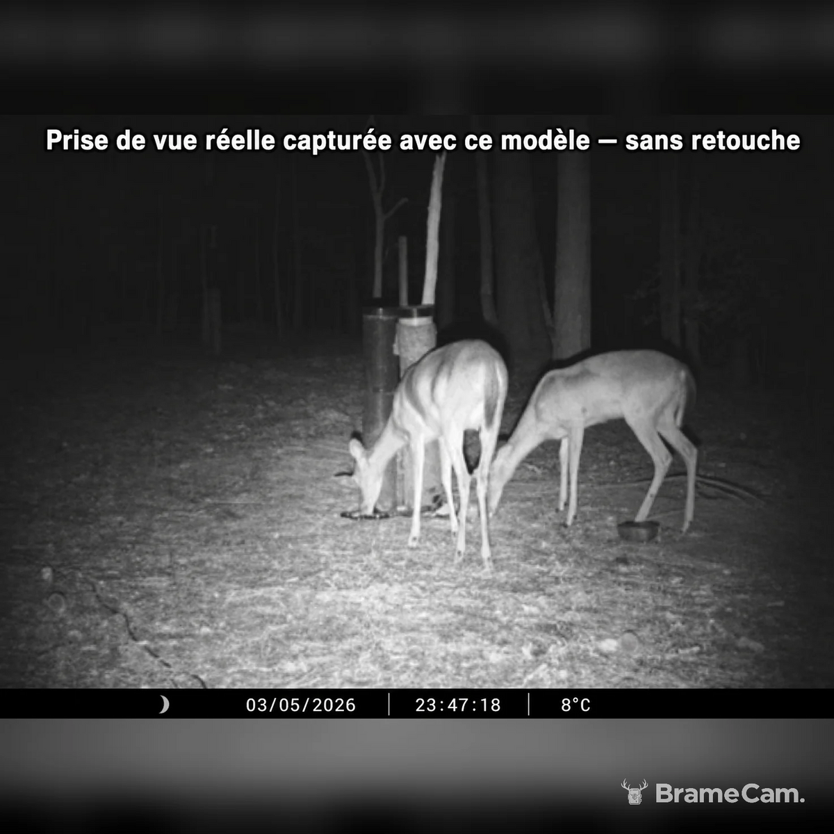 WLAN Wildkamera 32 MP Full HD – Bilder aufs Smartphone vor Ort, Nachtsicht 46 LED