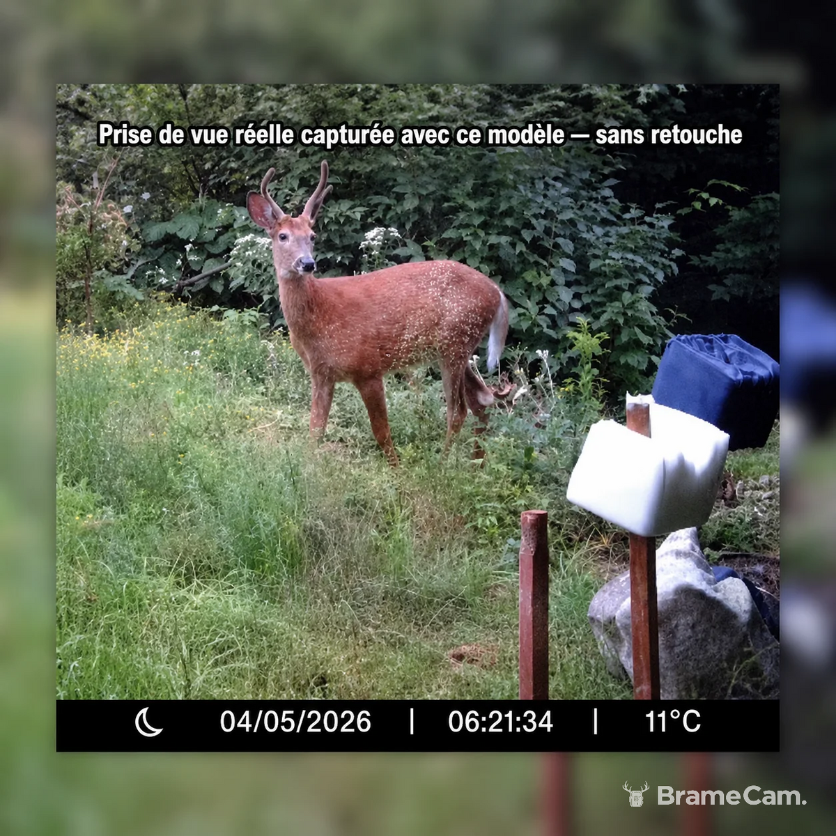 WLAN Wildkamera 32 MP Full HD – Bilder aufs Smartphone vor Ort, Nachtsicht 46 LED